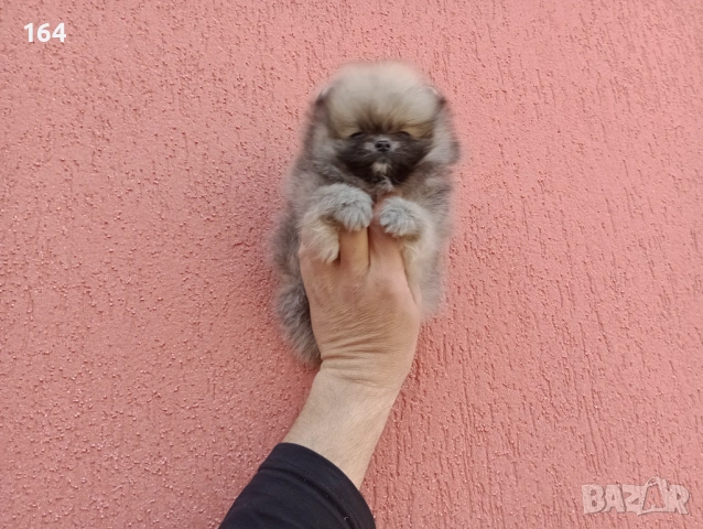 Мини Померан Реални снимки от 17.03.26 г. Миниатюрен !, снимка 5 - Померан - 53877145