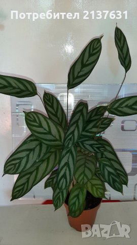 КАЛАТЕЯ , снимка 1