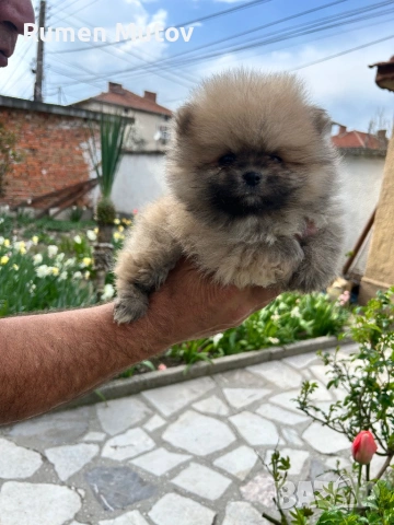Момче, снимка 2 - Померан - 54149369