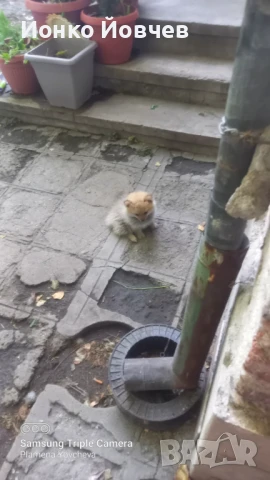 Немски шпиц  , снимка 9 - Немски шпиц - 50529986