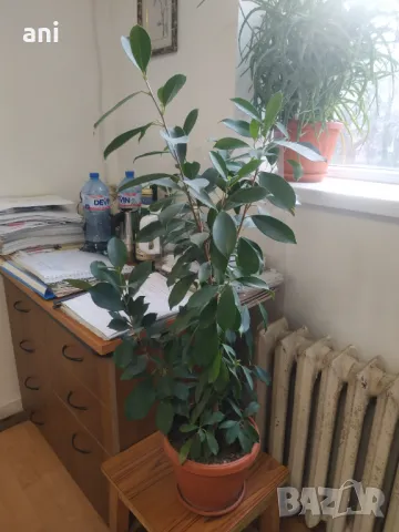 Продовом алое и бенджамин, снимка 7 - Стайни растения - 50423044