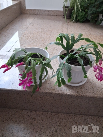 Коледничета - розово/бял цвят, снимка 3 - Стайни растения - 52755025