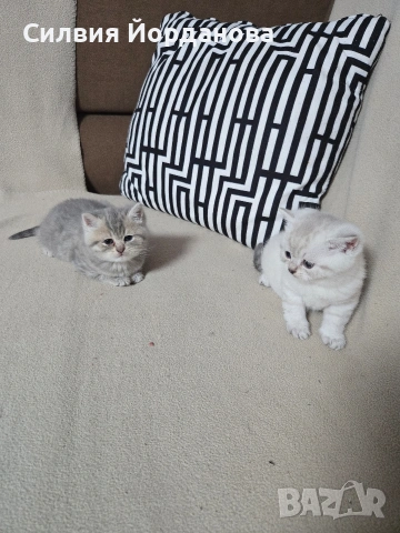 Британчета късокосмести, снимка 5 - Британска късокосместа - 54060098