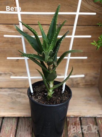 Тригодишно лечебно растение алое Вера 