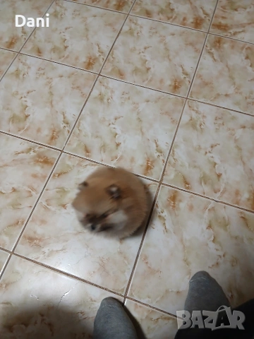 Mini Pomeran, снимка 2 - Померан - 54274482