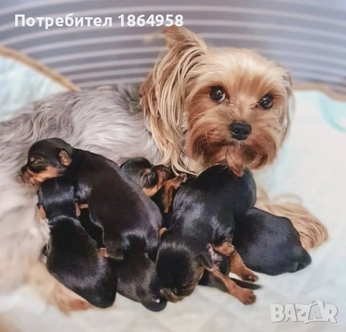 Супер Мини Йорки Доставка, снимка 5 - Йоркширски териер - 52590193