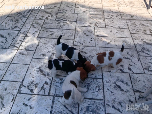 продавам кученца фокстериер , снимка 2 - Джак ръсел териер - 54260940