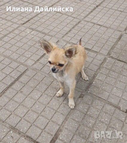 ПРОМО ОФЕРТА !!! Супер мини чихуахуа!, снимка 3 - Чихуахуа - 53387021