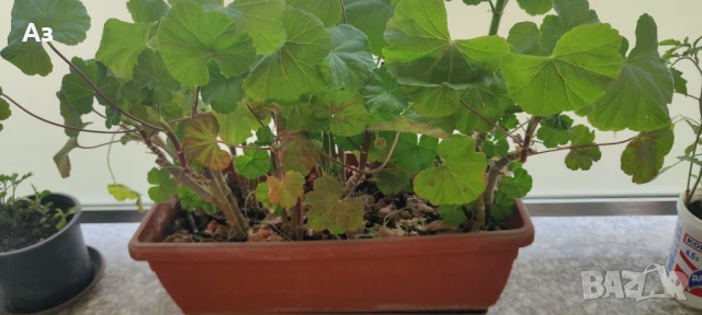 Продавам цветя Мушкато българско, в сандъчета, снимка 5 - Разсади - 51000851