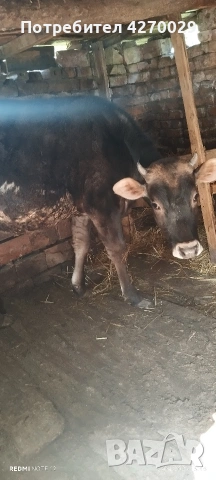 продавам юница на 14 месеца , снимка 2 - Крави - 54171195
