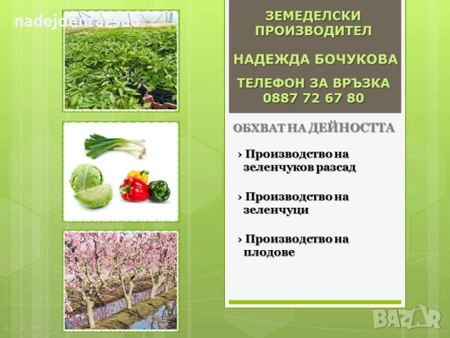 Ранни домати, снимка 2 - Разсади - 54052633