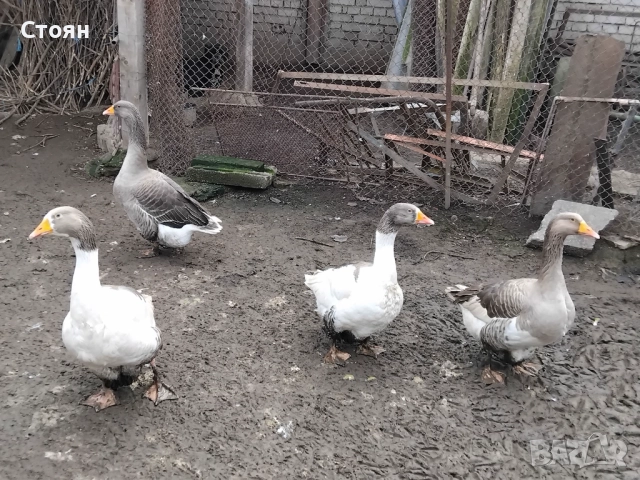Продавам 3 гъски и 1 гъсок, снимка 3 - Патици и гъски - 52864315