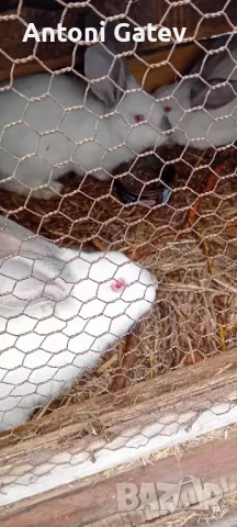 Заек, снимка 6 - Други - 48649439