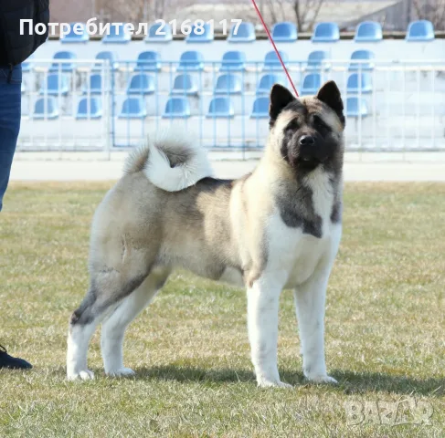 Американска акита кученца, снимка 9 - Акита - 56518340