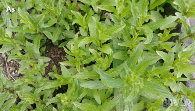 Продавам Сух джоджен (на листа или наронен), реколта 2025г., снимка 9 - Градински цветя и растения - 50670748