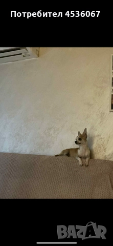 Продавам Чихуахуа , снимка 1