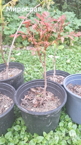 Продавам декоративно растение Китайски мехурник (Koelreuteria paniculata), снимка 3 - Градински цветя и растения - 51422603