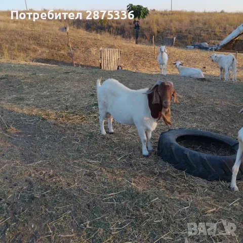 Продавам пръч боер