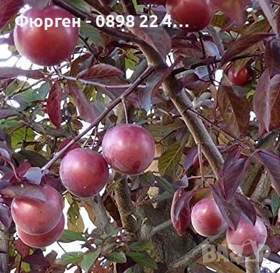 Червенолистна слива, снимка 3 - Разсади - 50597373