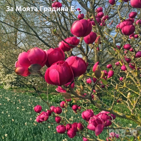 Магнолия 19 вида , снимка 2 - Градински цветя и растения - 54020432