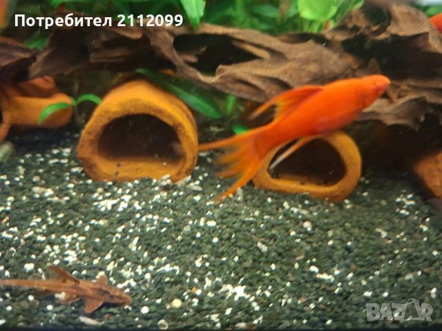 Албино ред 2бр мъжки , снимка 2 - Рибки - 54268842