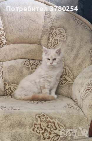 Мейн Кун, снимка 4 - Мейн кун - 52518838