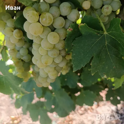 грозде мускат отонел 0878691060, снимка 2 - Домашни продукти - 55957348