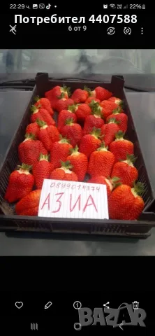 Разсад ягоди  и малини , снимка 6 - Разсади - 56265148