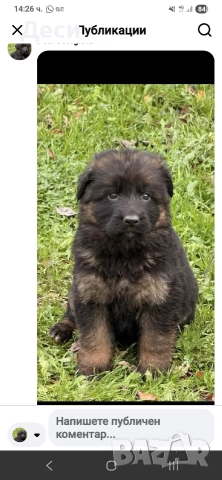 немска овчарка