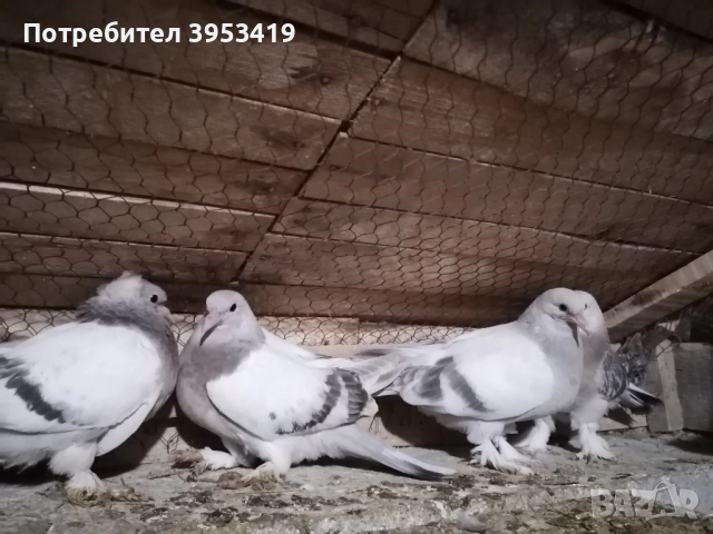 мардини , снимка 5 - Гълъби - 52529488