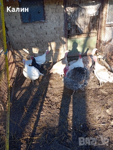 продават се пуйки и пуяци