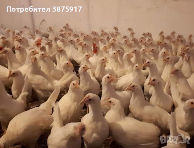 продавам ярки бял легхорн ломан Браун