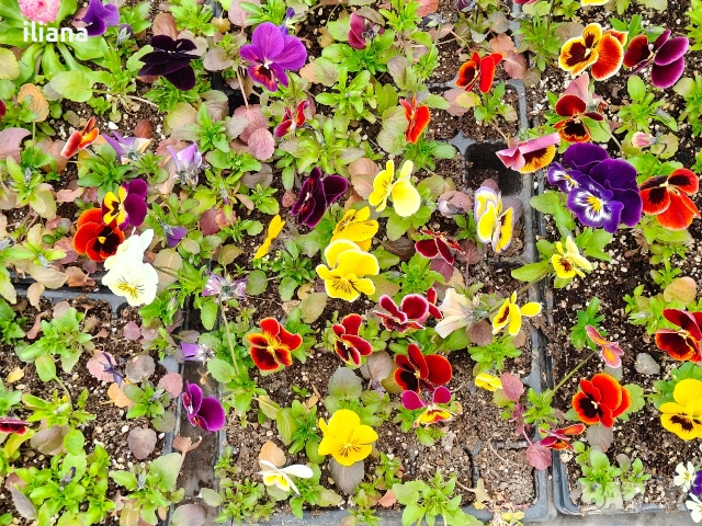 Продавам теменужки, снимка 13 - Градински цветя и растения - 54018845