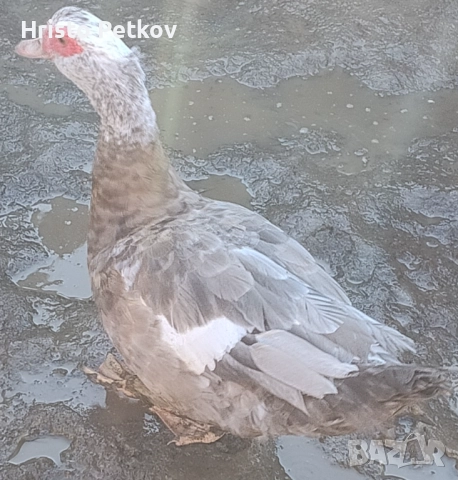 Продавам Неми Патици , снимка 8 - Патици и гъски - 52961059