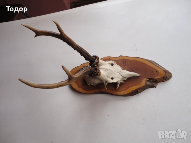 Ловен трофей рога 15 , снимка 2 - Ножове - 54087383