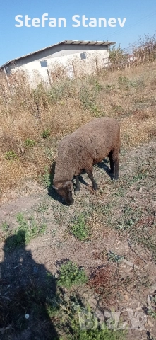 Продавам КОЧОВЕте , снимка 6 - Овце - 51707198