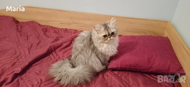 Персийски котета