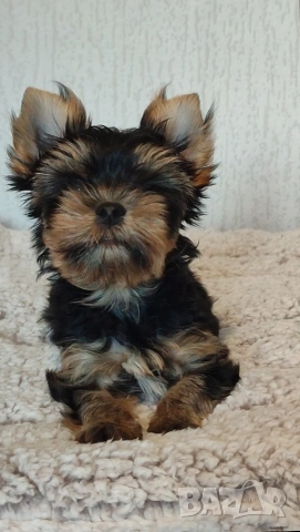 Йоркширски териер  , снимка 2 - Йоркширски териер - 51385796