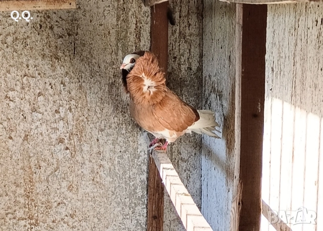 Капуцини, снимка 2 - Гълъби - 54100450