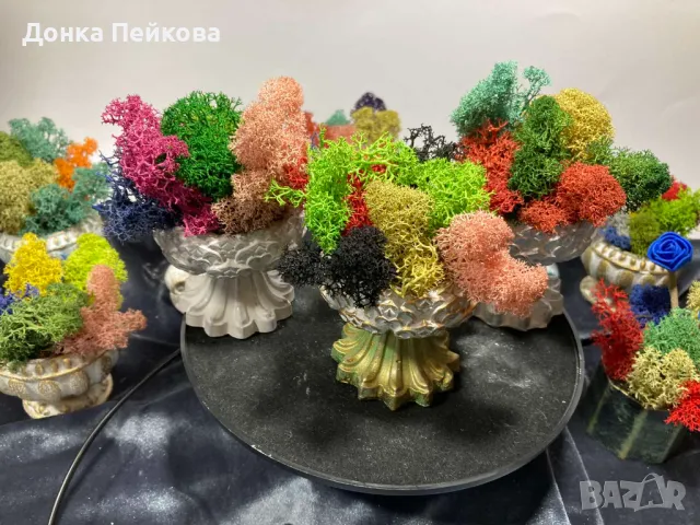 Различни модели кашпи със естествен скандинавски мъх и пожелания, снимка 11 - Стайни растения - 47476759
