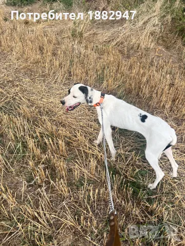 Английски пойнтер, снимка 3 - Пойнтер - 47344833