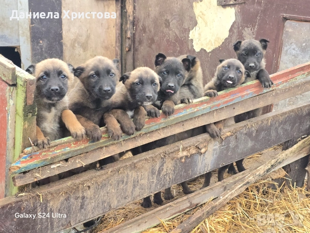 Бебета Белгийска овчарка 