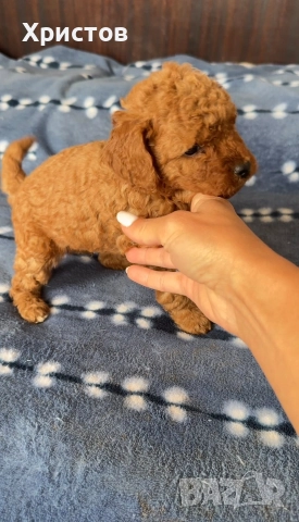 Мини пудел той бебета, снимка 7 - Пудели - 52582359