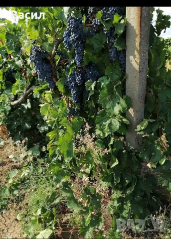Грозде мерло за вино , снимка 3 - Други стоки за дома - 55989651
