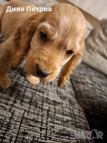 чистокръвен англииски кокер шпаньол, снимка 6 - Шпаньоли - 53025807