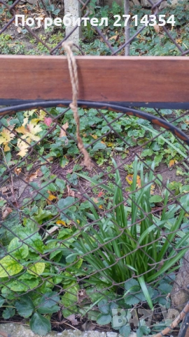 Стара дървена рамка , снимка 3 - Антикварни и старинни предмети - 52276427