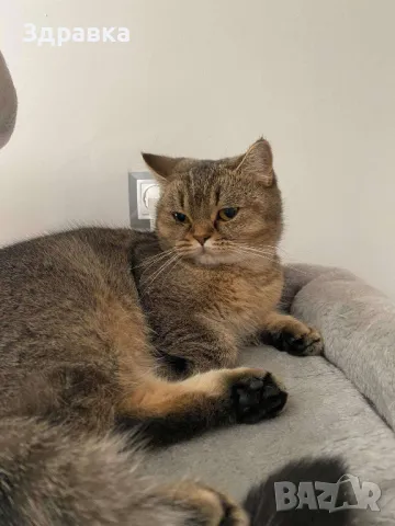 Британски късокосмести котенца, снимка 4 - Британска късокосместа - 47976326