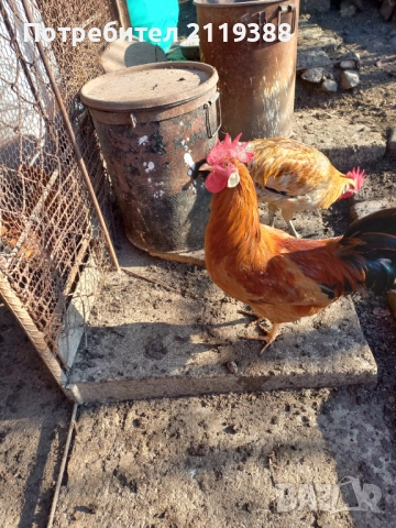 2 бр петлета Италиянка, снимка 4 - Кокошки и пуйки - 52773489