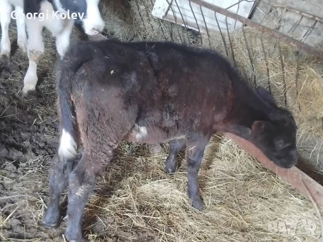 Абърдийн на първо теле и женско теленце на 2 месеца , снимка 3 - Крави - 52425618