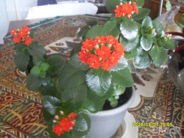 Продавам цвете "КАЛАНХОЕ", снимка 2 - Стайни растения - 53882287